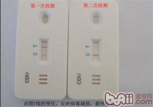 犬瘟热病毒测试