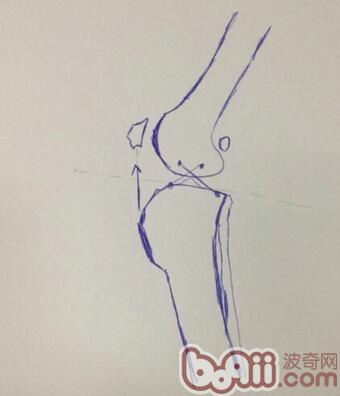 犬后脚跛行，前十字韧带断裂的治疗FAQ 