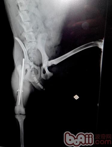 一例犬股骨骨干骨折治疗全记录