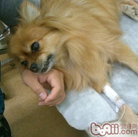 犬洋葱中毒的治疗