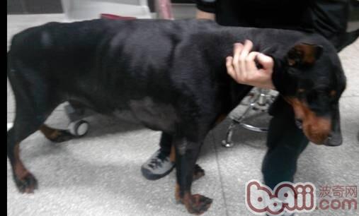 一例杜宾犬的胸腔积液的病例分析
