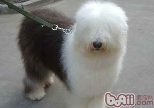 古代牧羊犬拉肚子