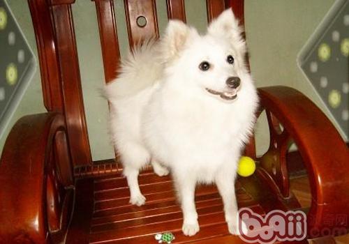 狗狗吃什么吐什么怎么办