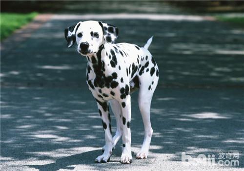 犬甲状腺机能亢进的治疗方法