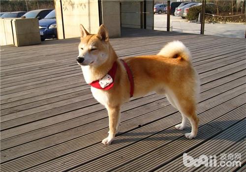 犬细小病毒的预防措施