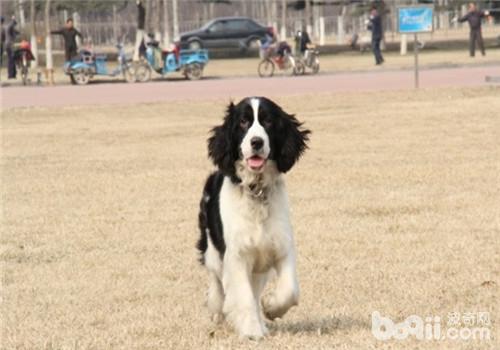 狗狗感冒的预防措施