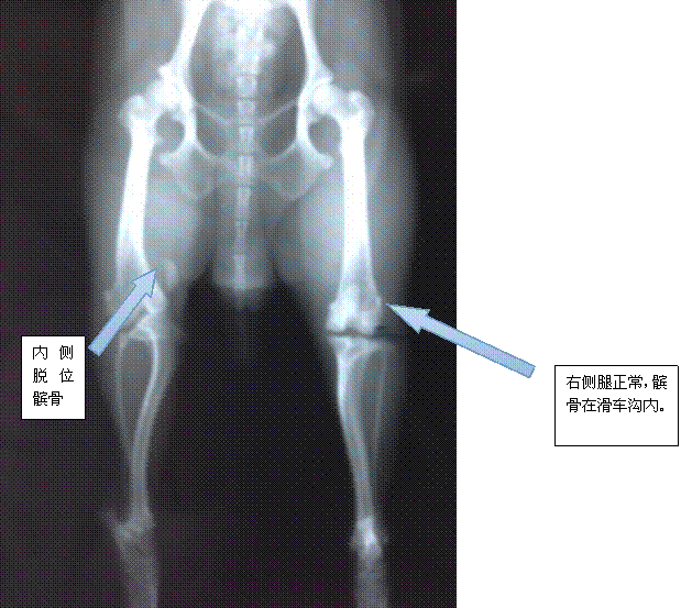 狗狗内侧髌骨脱位的症状及治疗