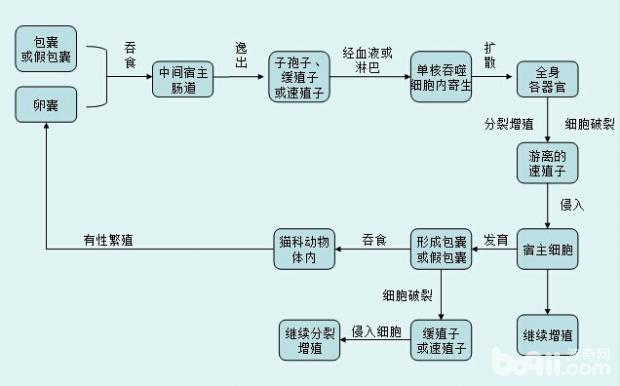 到底什么是弓形虫病？