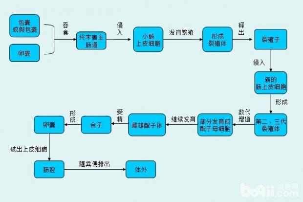 到底什么是弓形虫病？