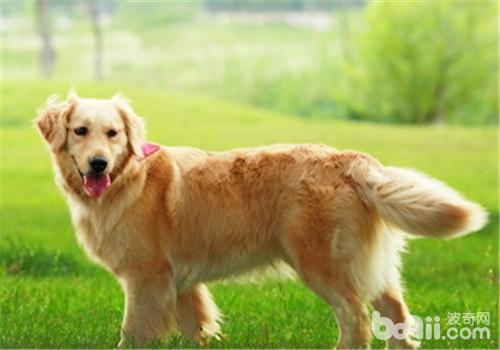 犬髋关节发育不良的X线诊断方法
