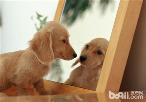 犬支气管肺炎的治疗方法