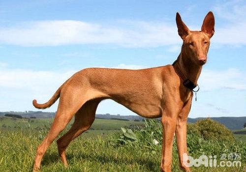 犬免疫介导性血小板减少症有何症状
