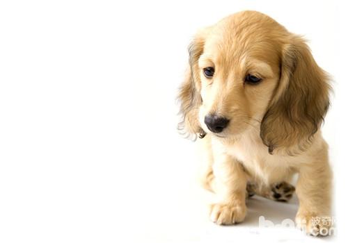 犬慢性胃炎的病原体介绍