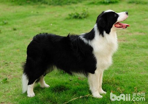 边境牧羊犬异常掉毛怎么办