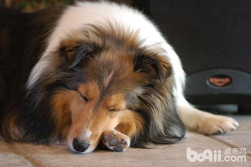 犬诺卡氏菌病的防治要点