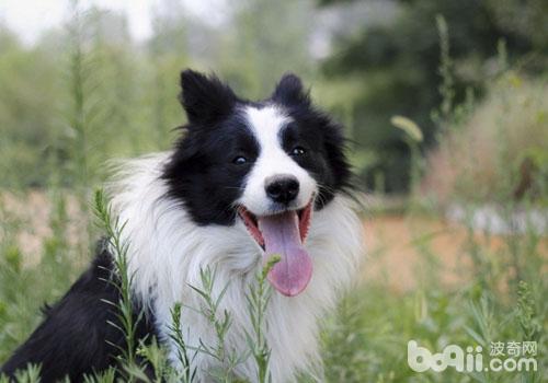 导致边境牧羊犬拉肚子的原因有哪些