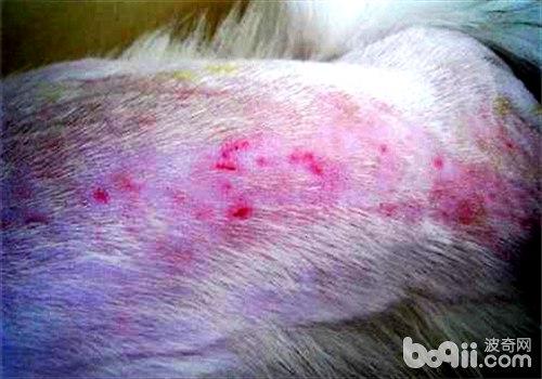 狗狗患湿疹的病因及防治措施