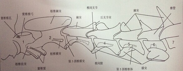 犬椎间盘疾病的诊断