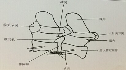 犬椎间盘疾病的诊断