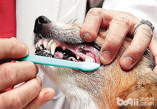 狗狗洗牙有什么风险