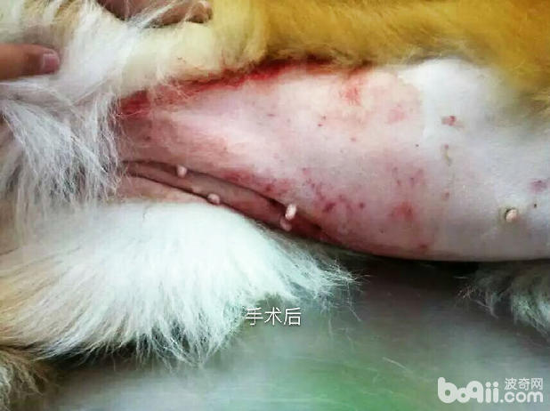  母犬卵巢囊肿导致不孕病例分析