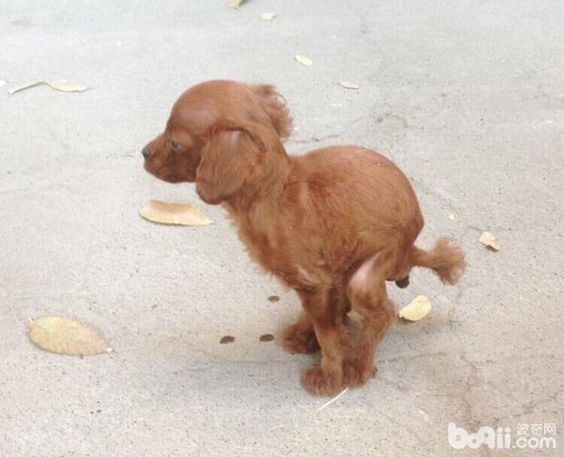 一例泰迪犬便秘的处置办法