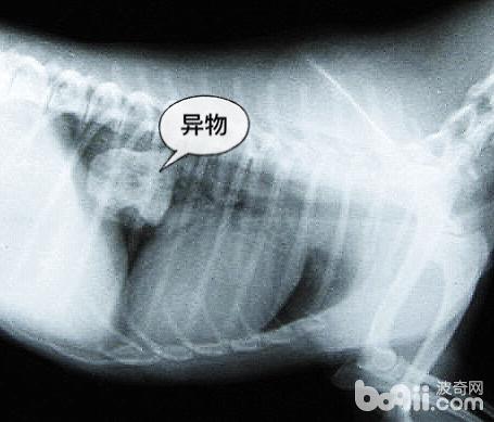  犬食道梗阻病例分析