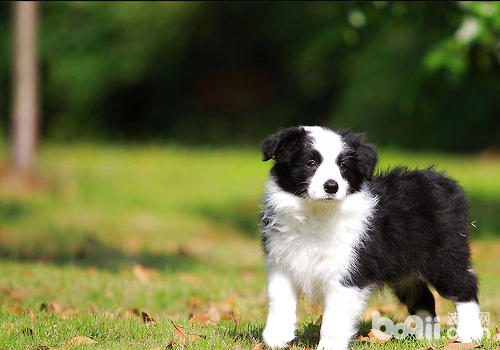 如何预防犬风湿症