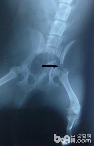 流浪狗的骨盆骨折并胫腓骨骨裂病例