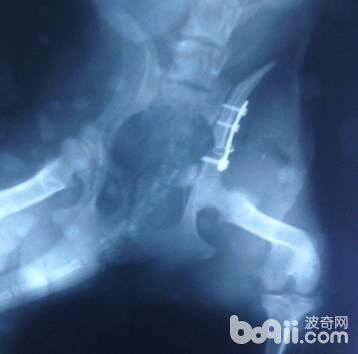流浪狗的骨盆骨折并胫腓骨骨裂病例