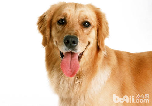 狗狗口腔黏膜及舌头状态说明的一些问题