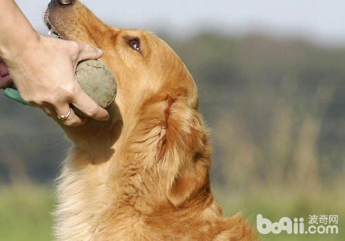 【医疗攻略】犬牙周病处理