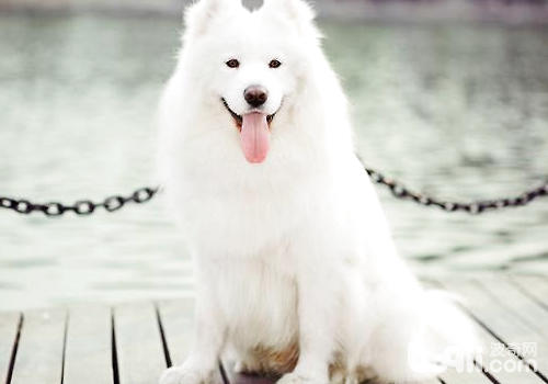白色被毛犬种的常见病