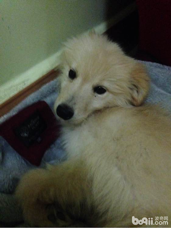 犬口腔溃疡的治疗
