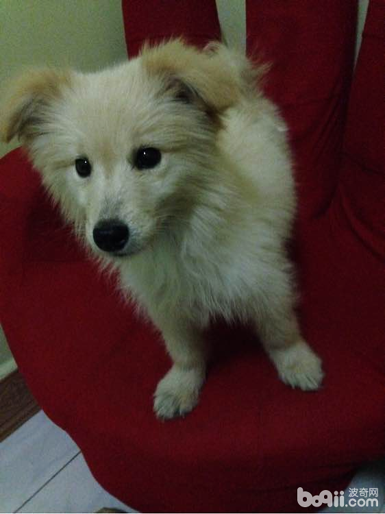 犬口腔溃疡的治疗