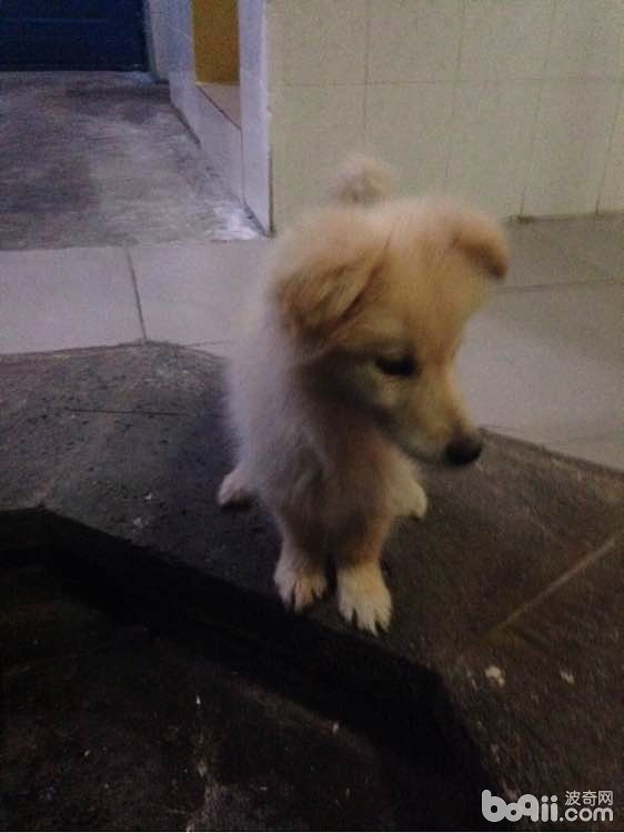 犬口腔溃疡的治疗