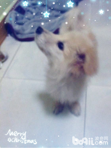 犬口腔溃疡的治疗