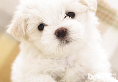 如何预防犬牙周炎