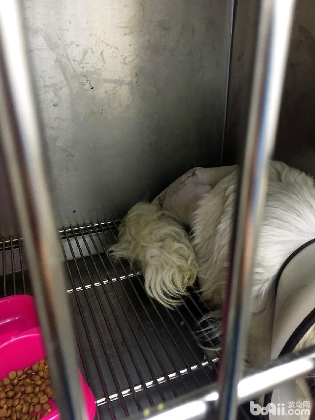 犬髋关节发育不良的诊断与治疗