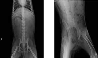 犬髋关节发育不良的诊断与治疗