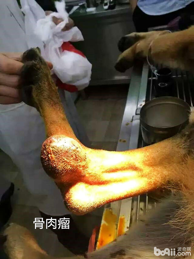 德国牧羊犬的骨肉瘤病例