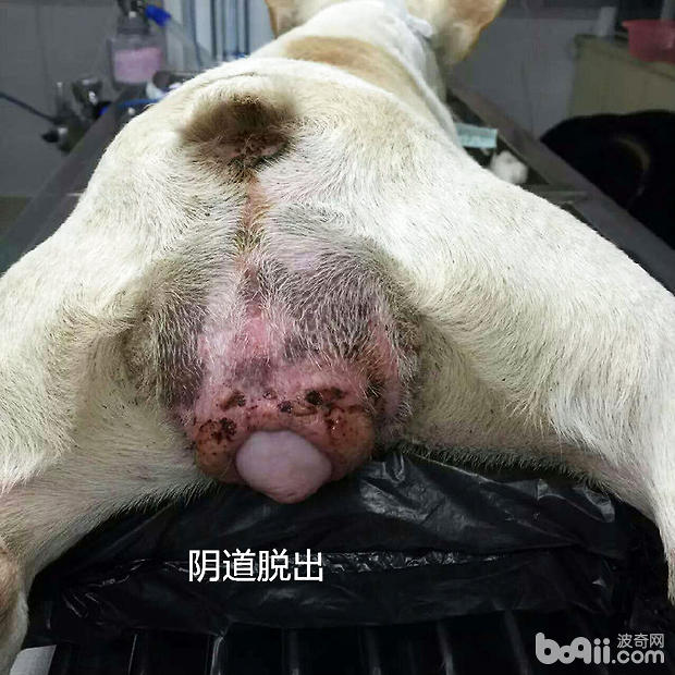 犬常见的外科内科疾病（二）