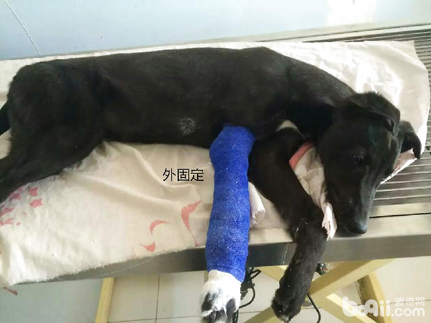 犬前腿、下颌骨骨折及常见的治疗方法