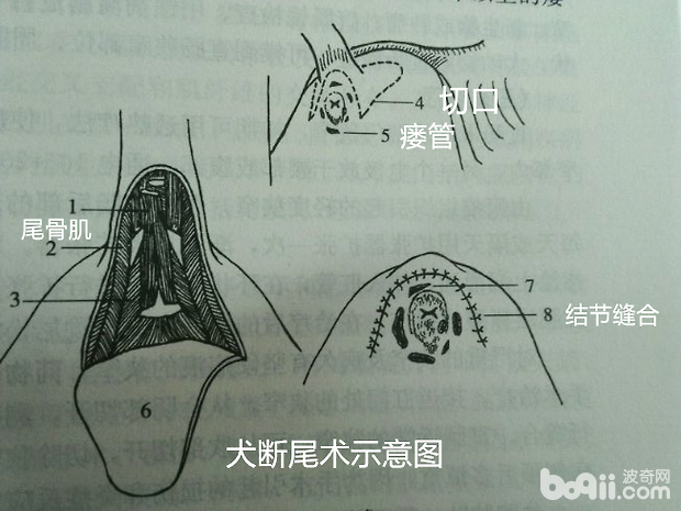 犬的肛周疾病