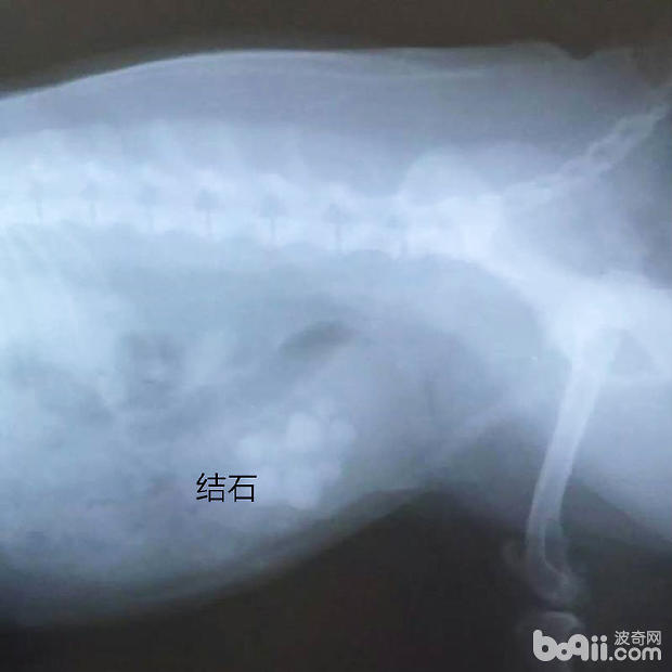 犬常见的三种外科疾病