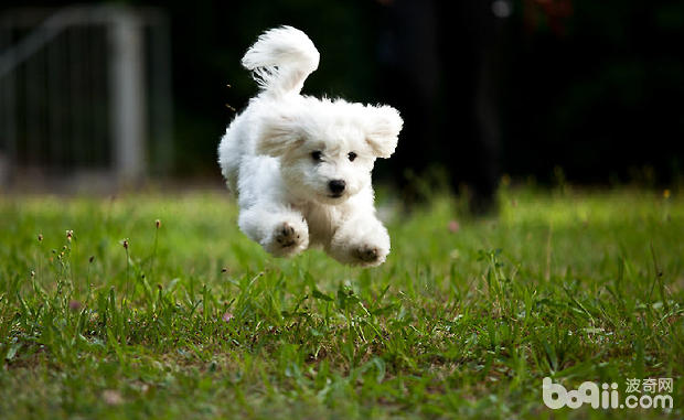 比熊犬得上犬瘟（狗瘟）原因和治疗方法