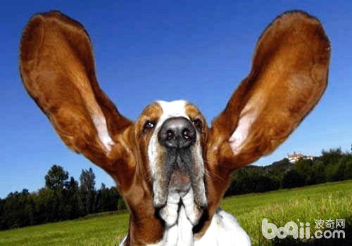 判断狗狗耳朵是否健康的方法