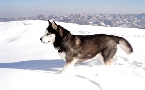 阿拉斯加雪橇犬生病的预兆