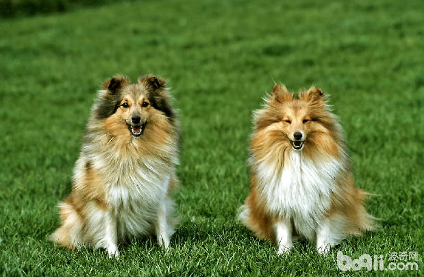 选购喜乐蒂牧羊犬技巧