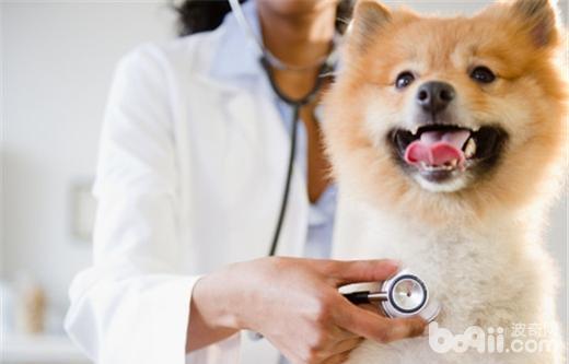 博美犬患上白内障的原因都有哪些？